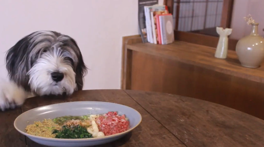 膵炎ケアレシピ 犬の管理栄養士が作る犬ご飯手作りレシピ｜もふ飯