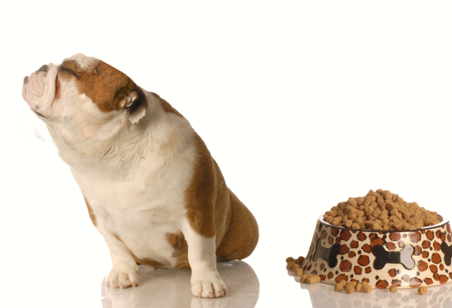 犬がご飯を食べてくれない理由は5つ！対処法もしっかり解説 犬の病気の9割は食事と水で治る！